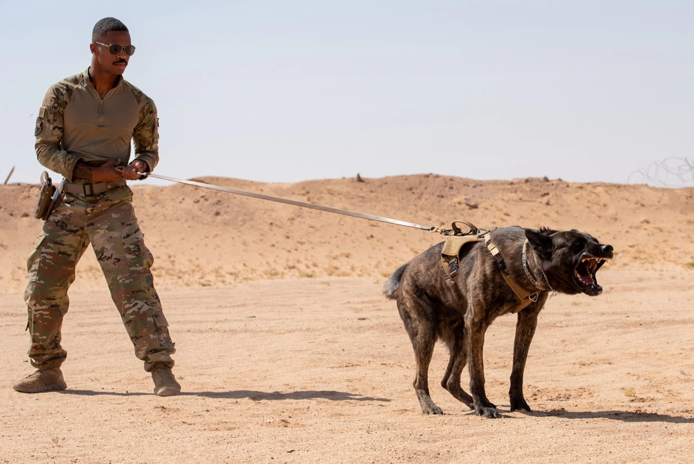 Military Dog Training: Secrets to Elite Canine Skills