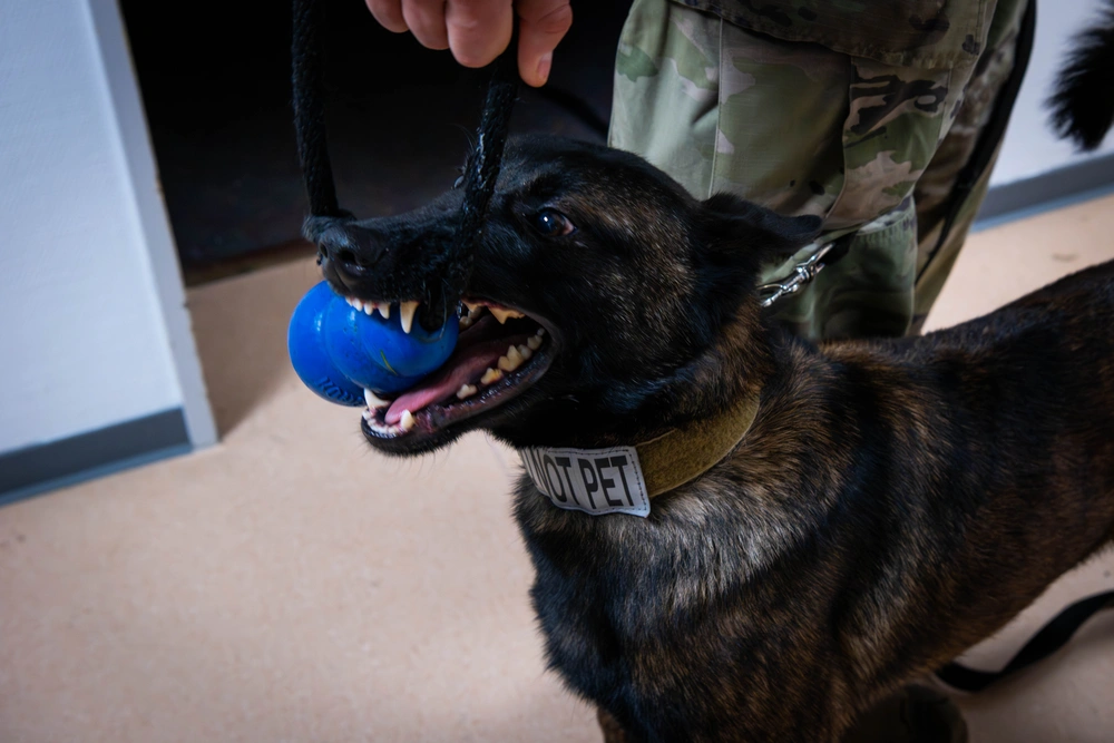 Handler, detection dog team up for 52nd Security Forces Squadron certification in time for the holidays