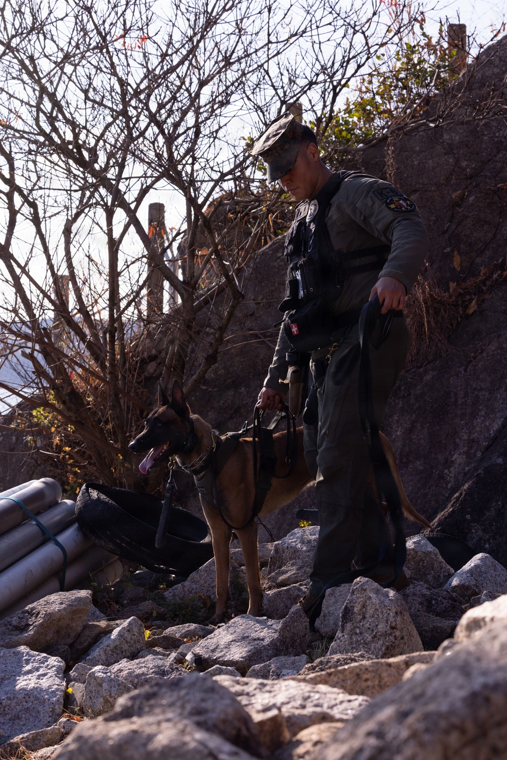 DVIDS - Images - MCAS Iwakuni Military Working Dog Handlers Train at ...