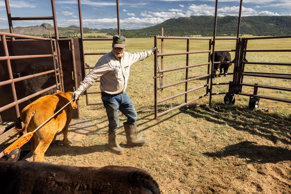 DVIDS - Images - Forest Service grazing permittee guides cow through ...