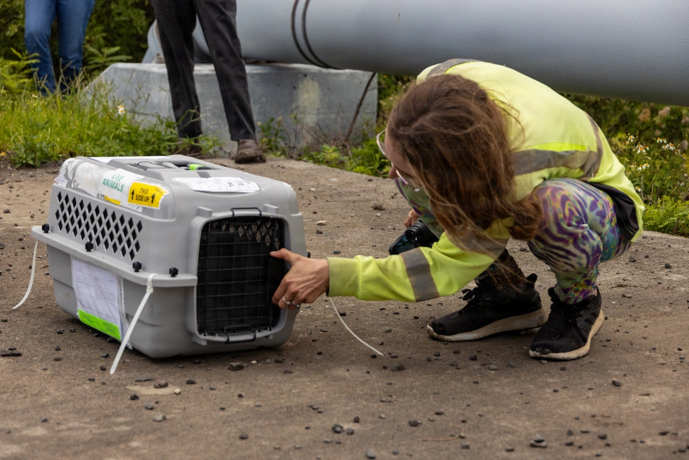 DVIDS - Images - Into the Wild: Pueo Bird Release [Image 4 of 4]